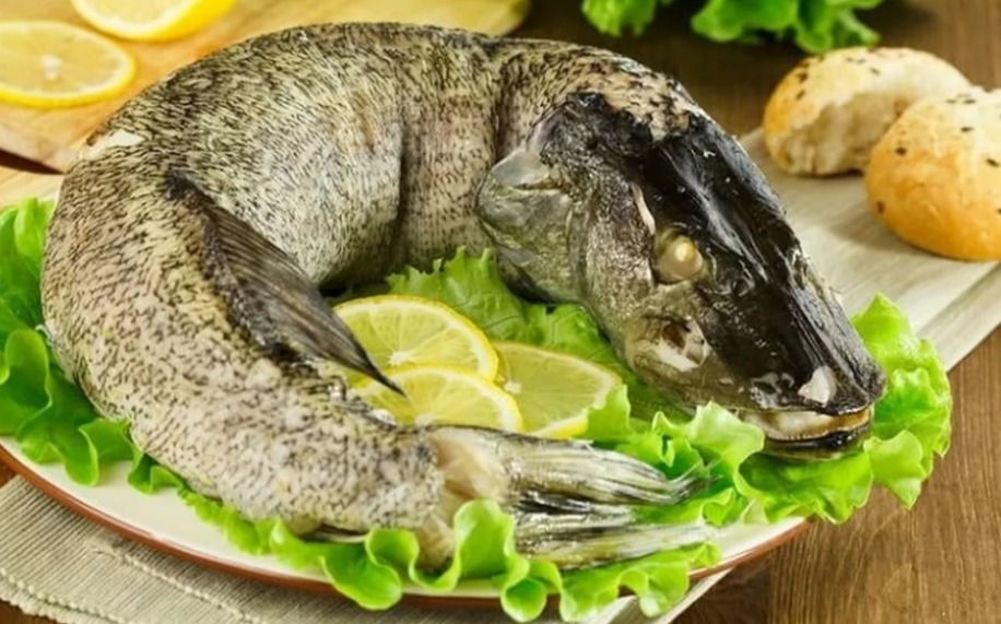 Чим корисна риба щука для організму?